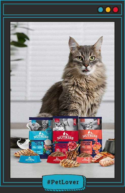 cambio de sabor en la dieta felina